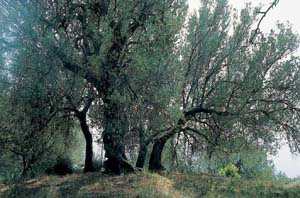 Olivi Pisciottani Parco Nazionale del Cilento e Vallo di Diano