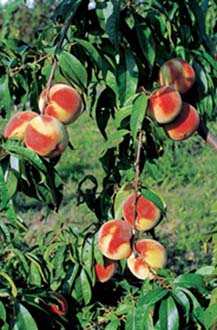 Frutta Parco Nazionale delle Foreste Casentinesi, Monte Falterona, Campigna